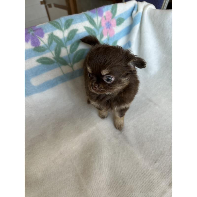 販売中の愛知県のチワワ(ロングコート)-446967の6枚目