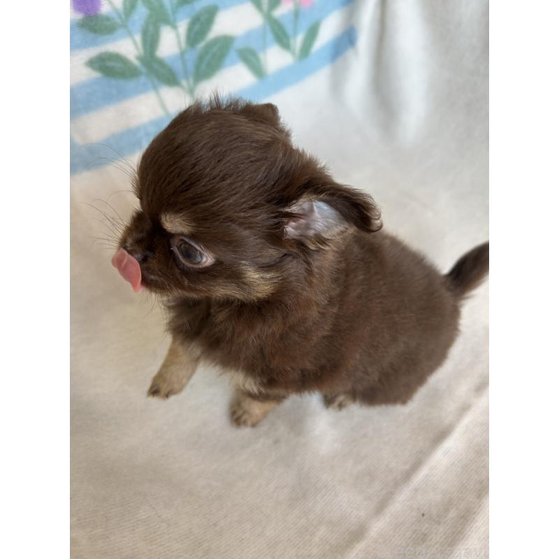 販売中の愛知県のチワワ(ロングコート)-446967の5枚目