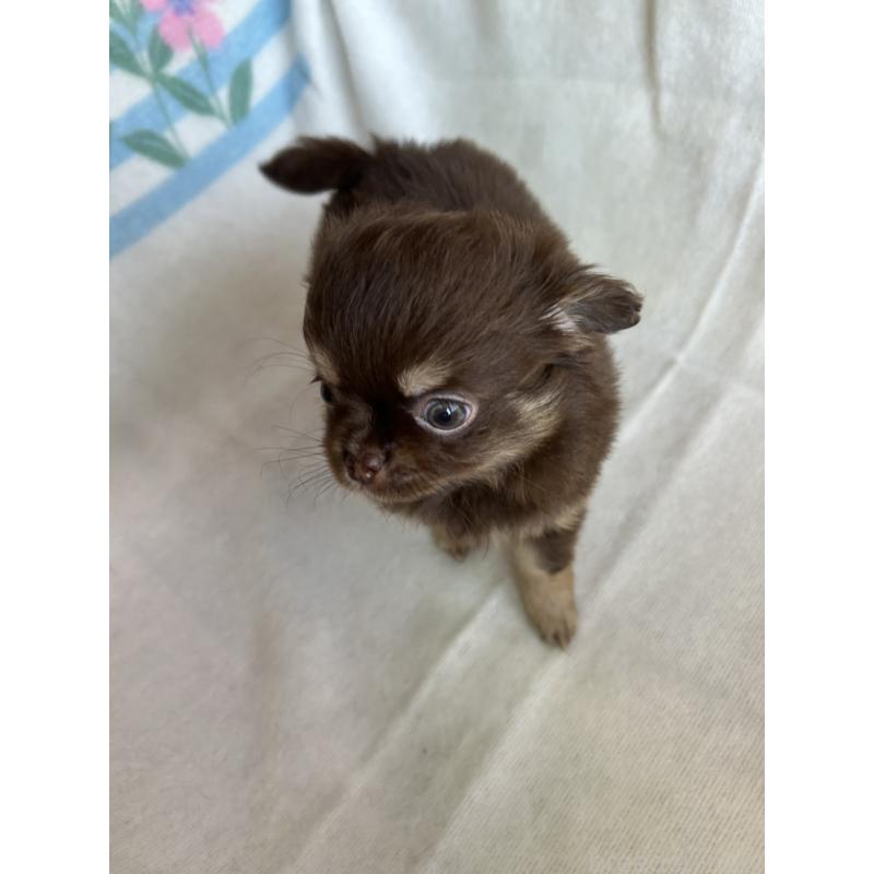 販売中の愛知県のチワワ(ロングコート)-446967の4枚目