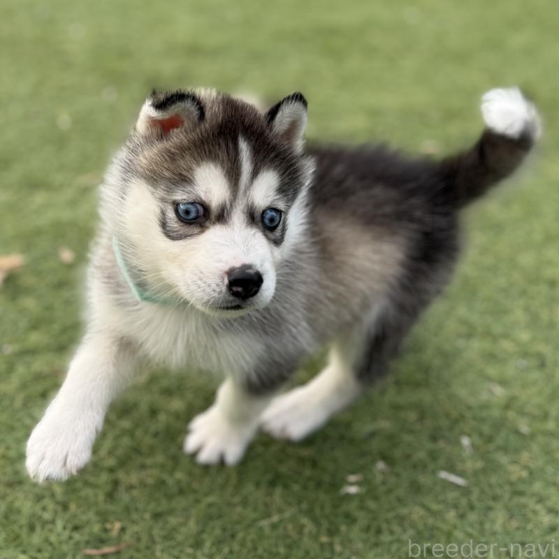 販売中の茨城県のミックス犬-451194の10枚目