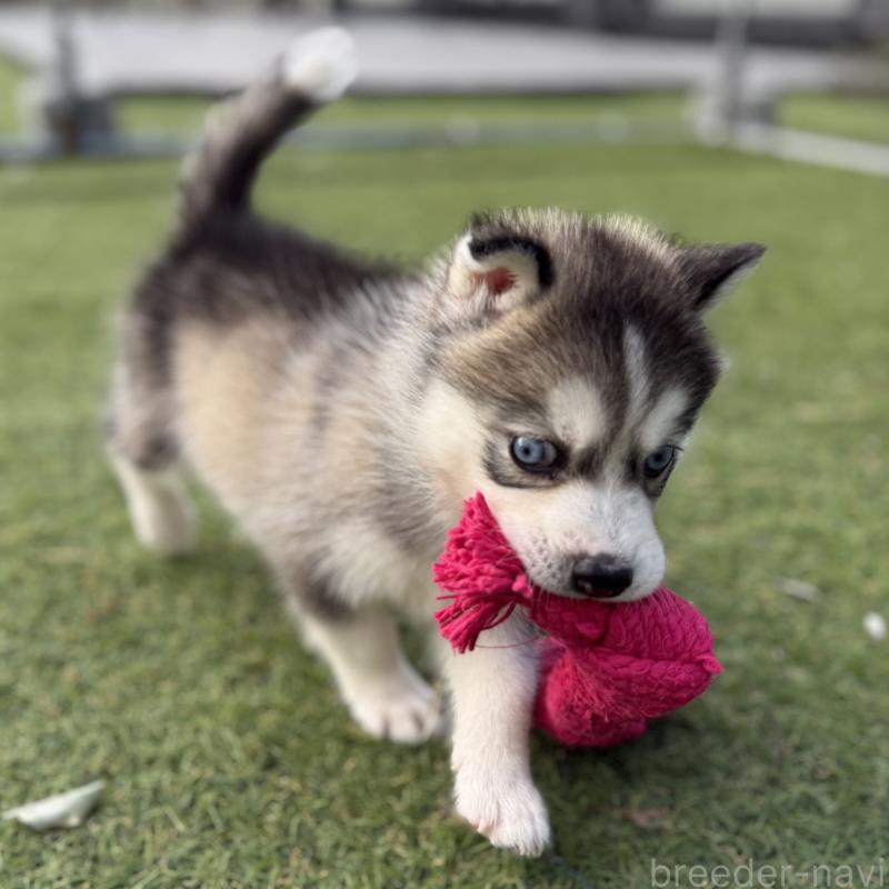 販売中の茨城県のミックス犬-451194の9枚目