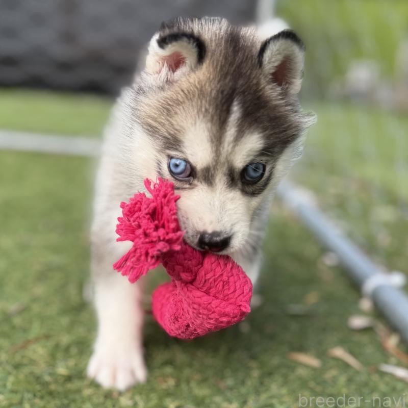 販売中の茨城県のミックス犬-451194の8枚目
