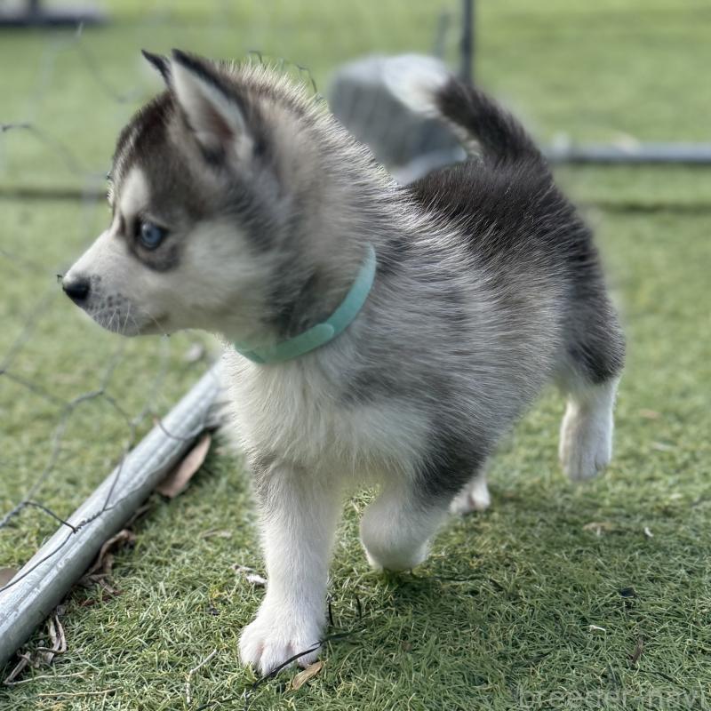 販売中の茨城県のミックス犬-451194の7枚目