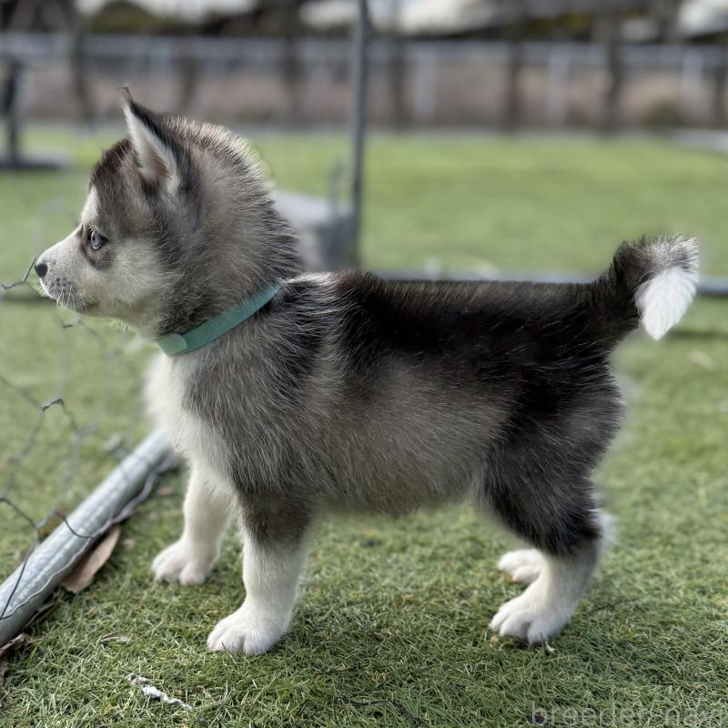 販売中の茨城県のミックス犬-451194の6枚目