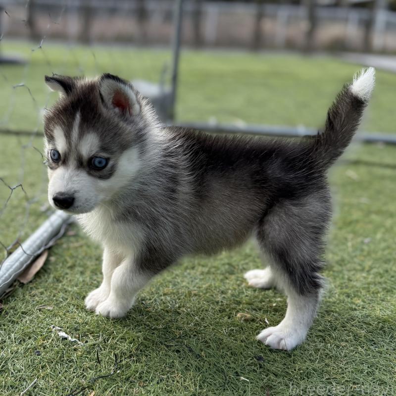 販売中の茨城県のミックス犬-451194の5枚目