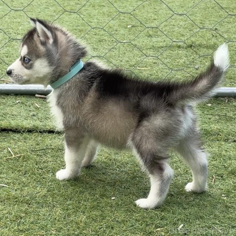 販売中の茨城県のミックス犬-451194の4枚目