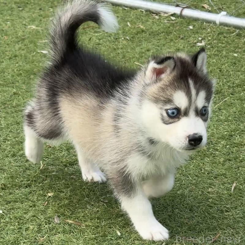 販売中の茨城県のミックス犬-451194の3枚目