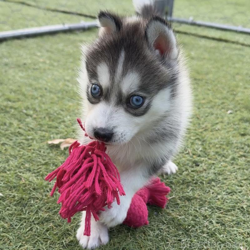 販売中の茨城県のミックス犬-451194