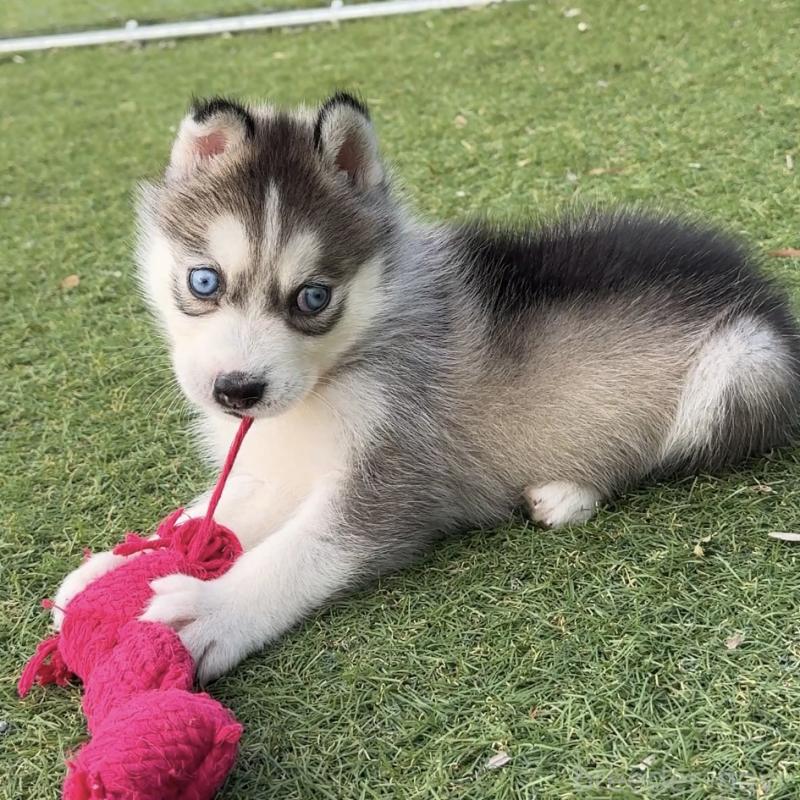 販売中の茨城県のミックス犬-451194の2枚目