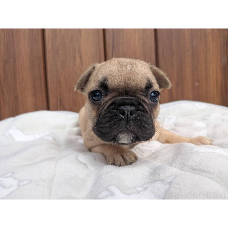 商談中の京都府のフレンチブルドッグ-447430の5枚目