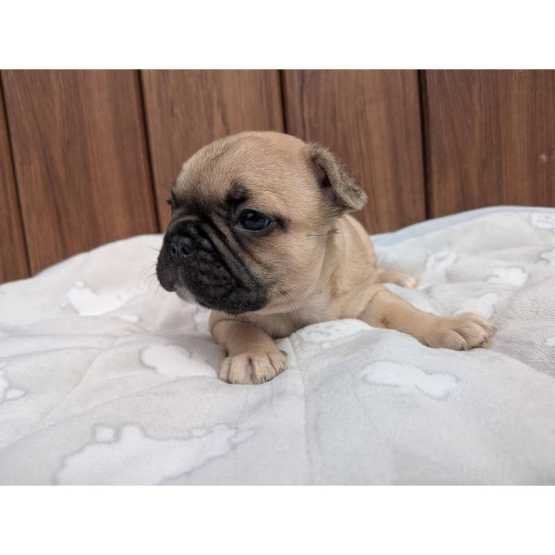 商談中の京都府のフレンチブルドッグ-447430の4枚目