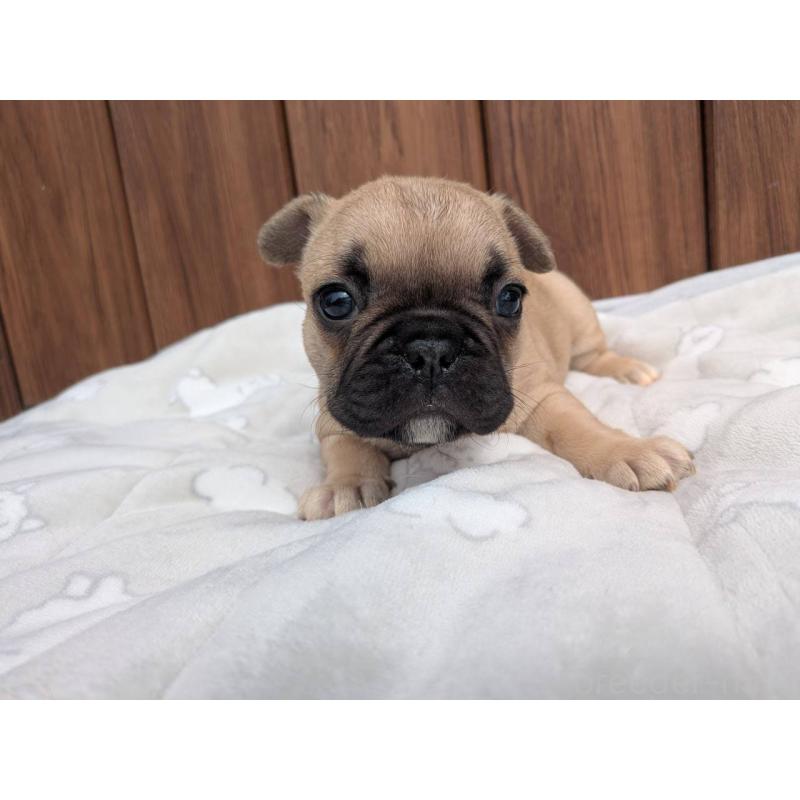 商談中の京都府のフレンチブルドッグ-447430の3枚目