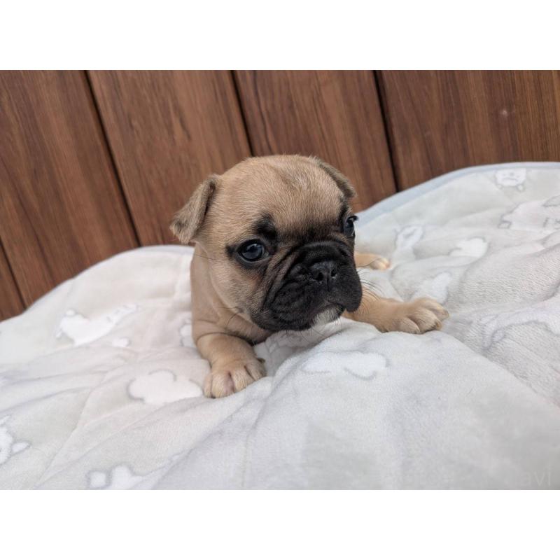 商談中の京都府のフレンチブルドッグ-447430の2枚目