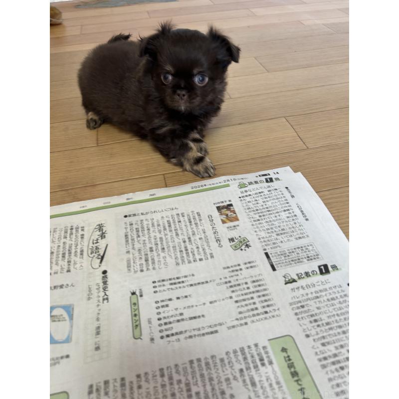 販売中の愛知県のチワワ(ロングコート)-446964の12枚目