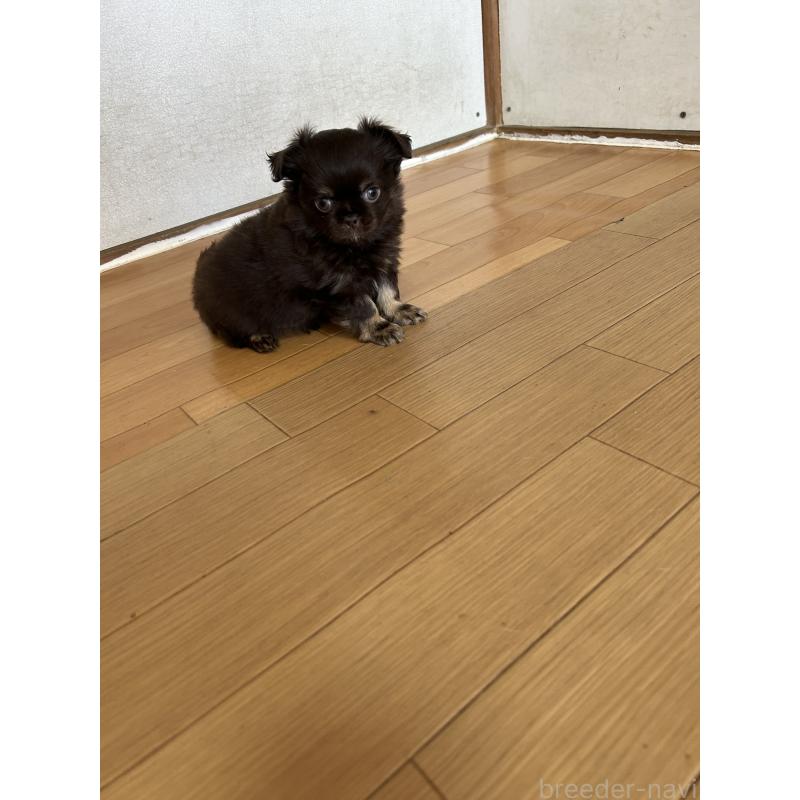 販売中の愛知県のチワワ(ロングコート)-446964の11枚目