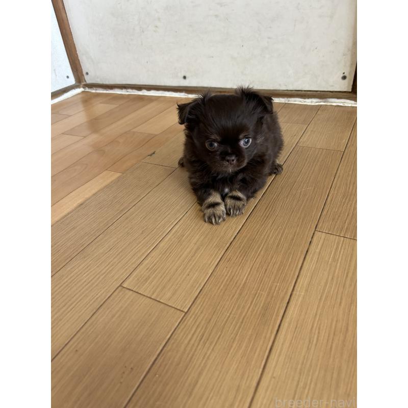 販売中の愛知県のチワワ(ロングコート)-446964の10枚目