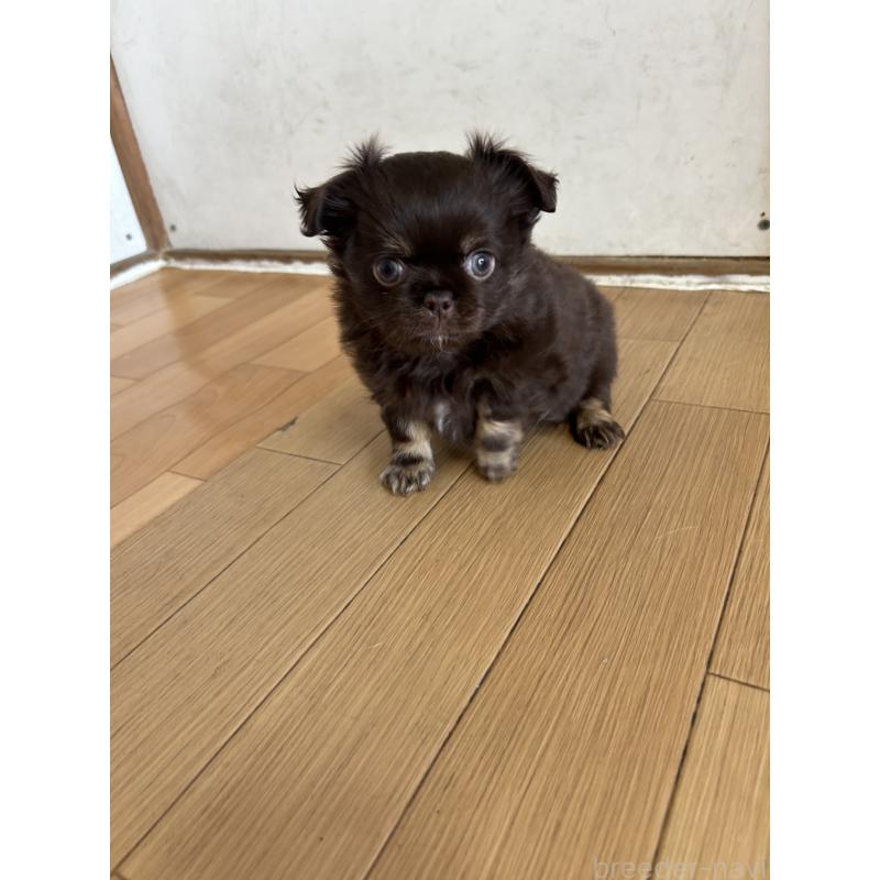 販売中の愛知県のチワワ(ロングコート)-446964の9枚目