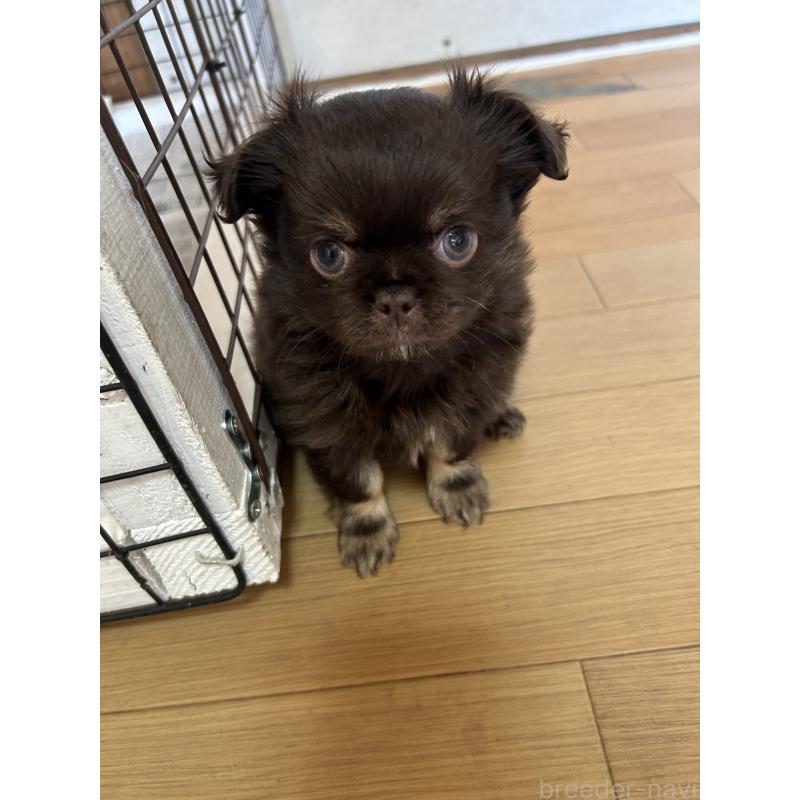 販売中の愛知県のチワワ(ロングコート)-446964