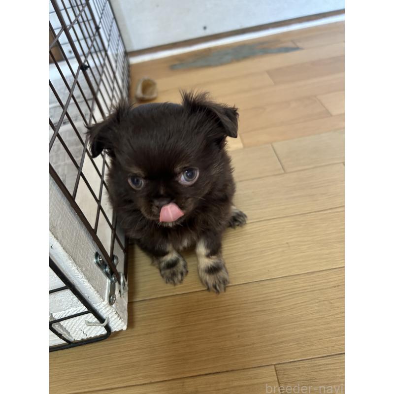 販売中の愛知県のチワワ(ロングコート)-446964の7枚目