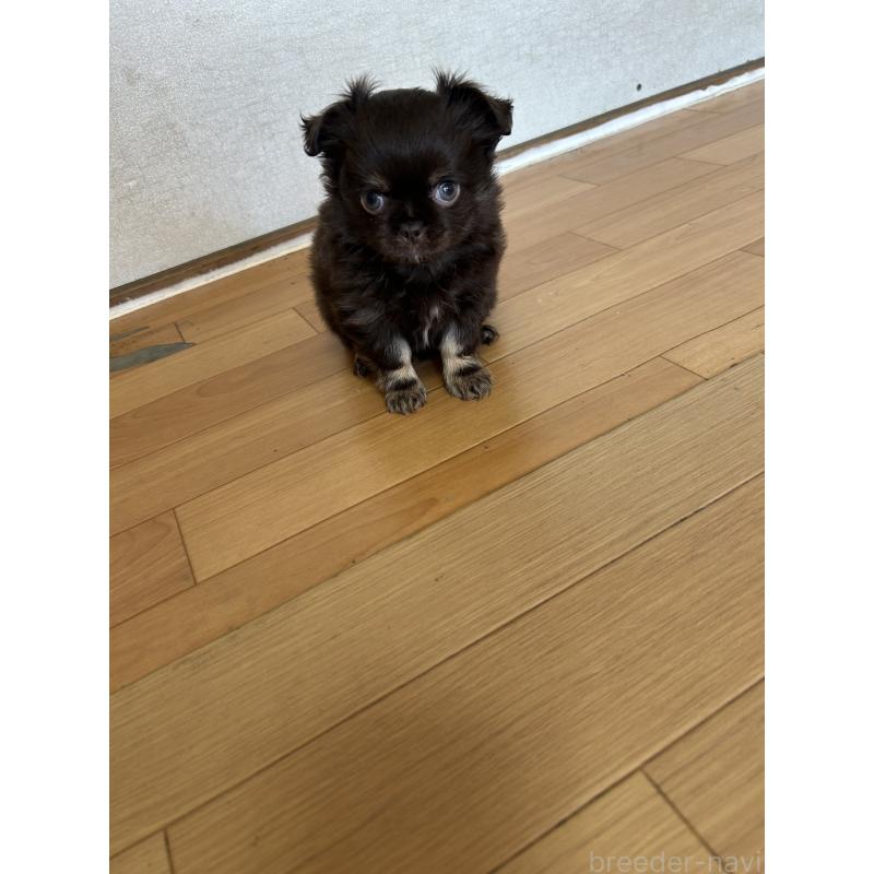 販売中の愛知県のチワワ(ロングコート)-446964の6枚目