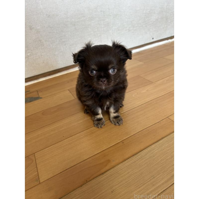 販売中の愛知県のチワワ(ロングコート)-446964の5枚目