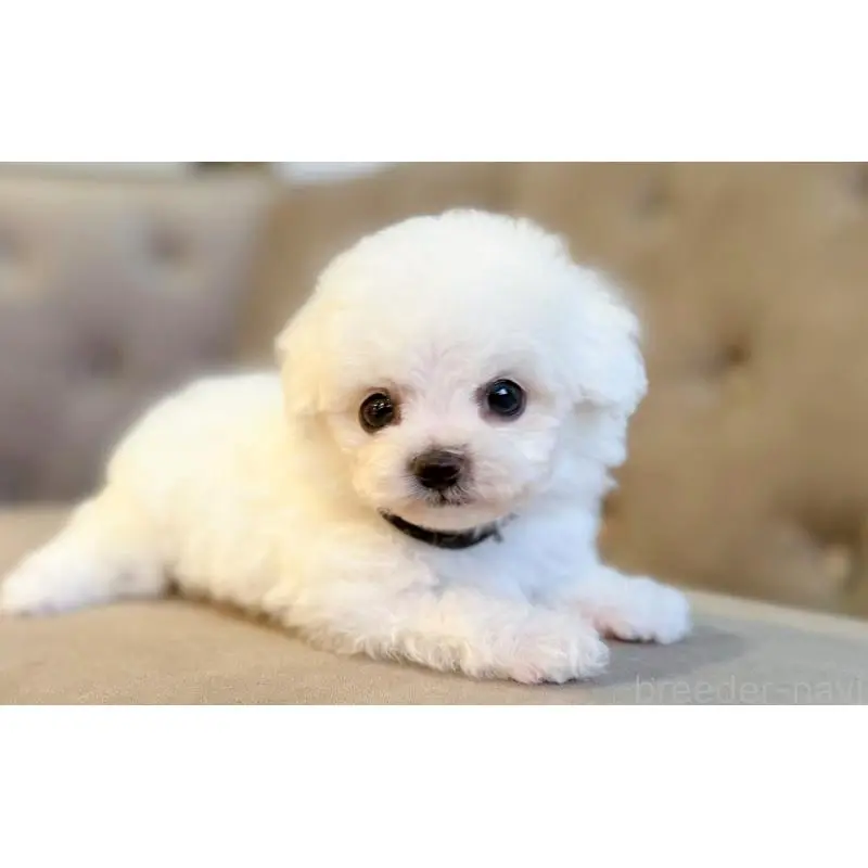 販売中の愛知県のビションフリーゼ-451207の4枚目