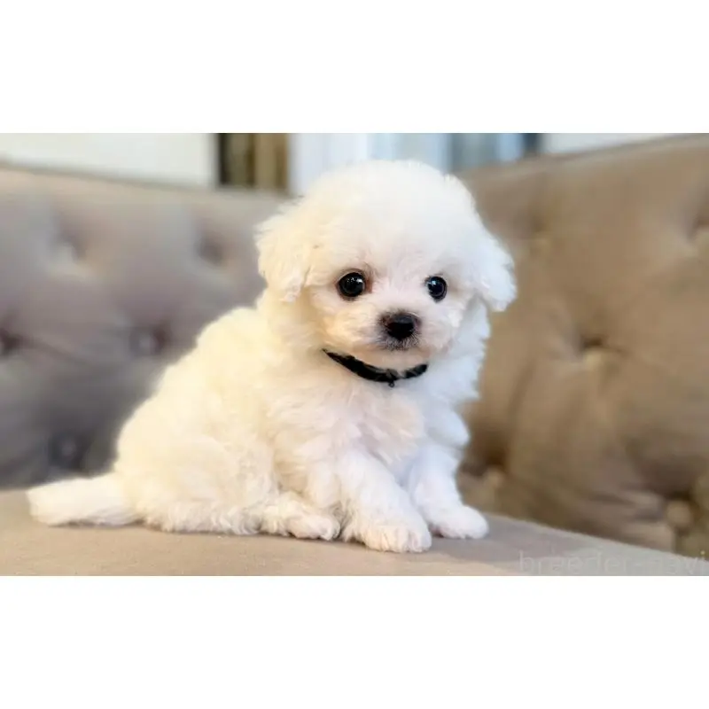 販売中の愛知県のビションフリーゼ-451207の3枚目