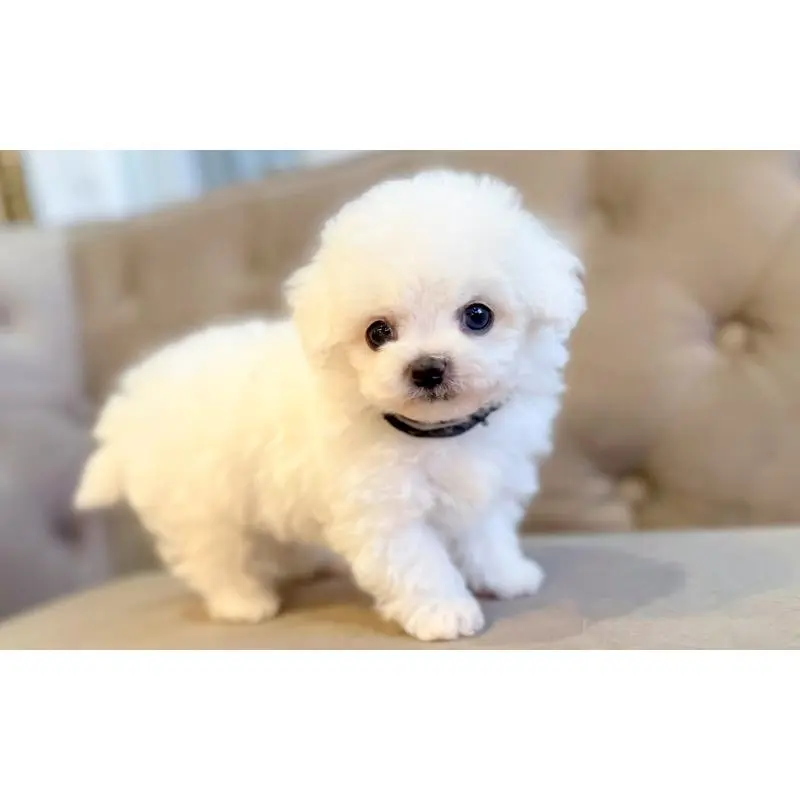 販売中の愛知県のビションフリーゼ-451207の2枚目