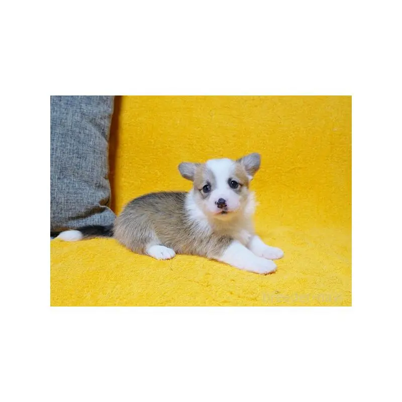 販売中の滋賀県のウェルシュコーギーペンブローク-451201の4枚目