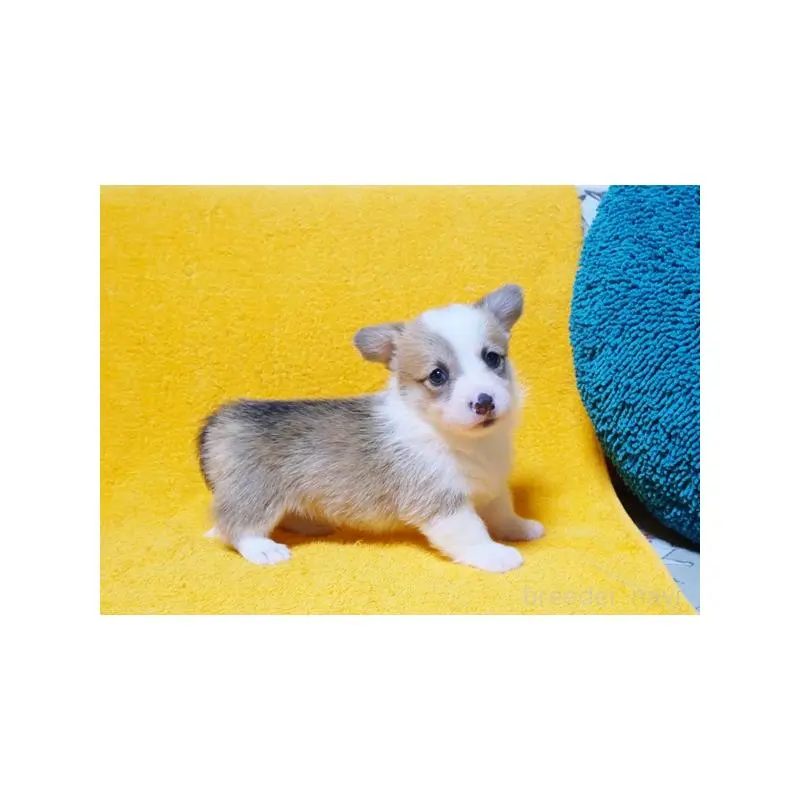 販売中の滋賀県のウェルシュコーギーペンブローク-451201の3枚目