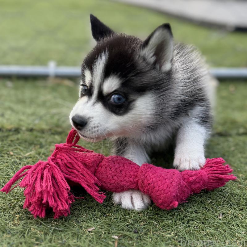 販売中の茨城県のミックス犬-451202の10枚目