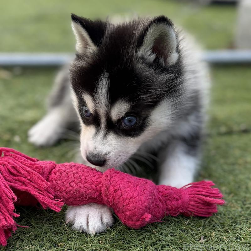 販売中の茨城県のミックス犬-451202の9枚目
