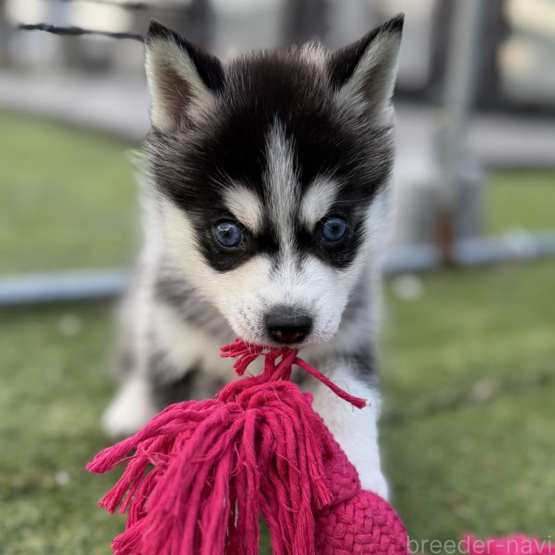 販売中の茨城県のミックス犬-451202の8枚目