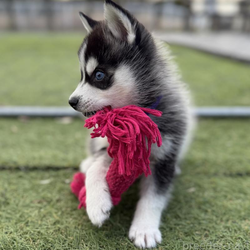 販売中の茨城県のミックス犬-451202の7枚目