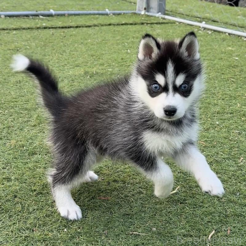 販売中の茨城県のミックス犬-451202の6枚目