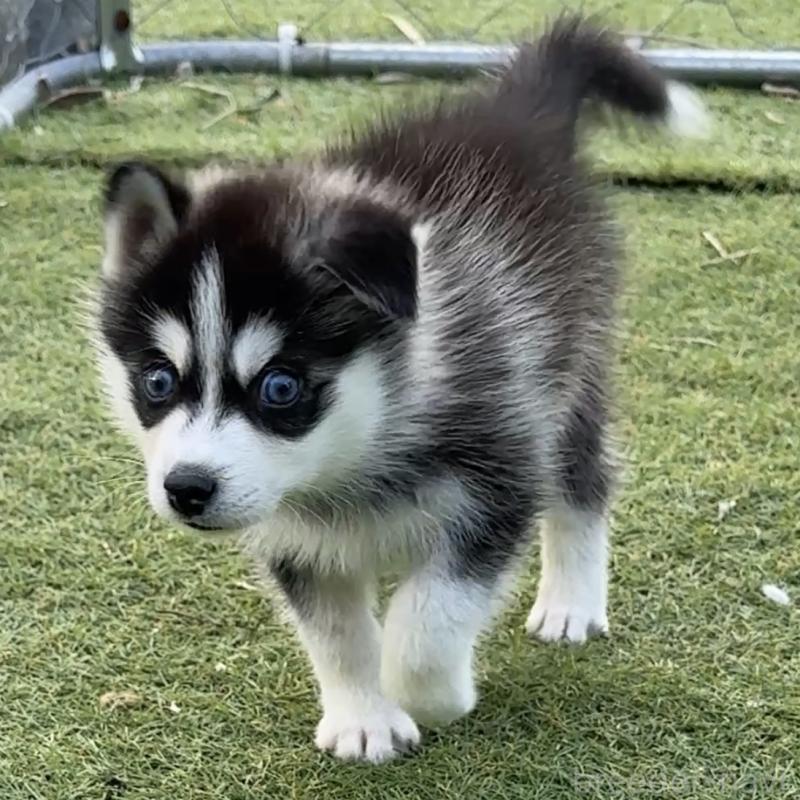 販売中の茨城県のミックス犬-451202の5枚目