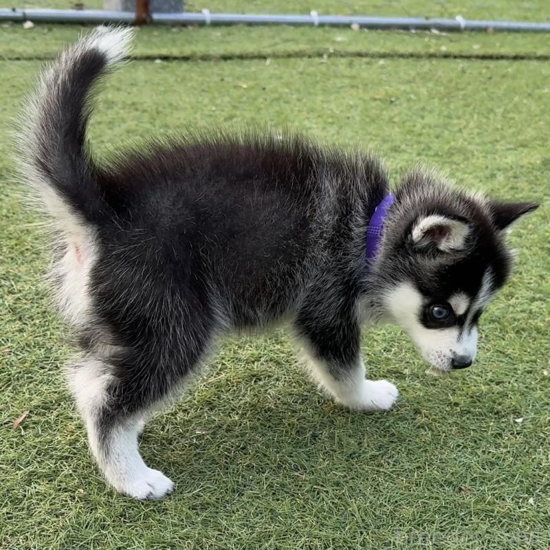 販売中の茨城県のミックス犬-451202の4枚目