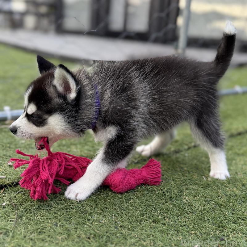 販売中の茨城県のミックス犬-451202の3枚目