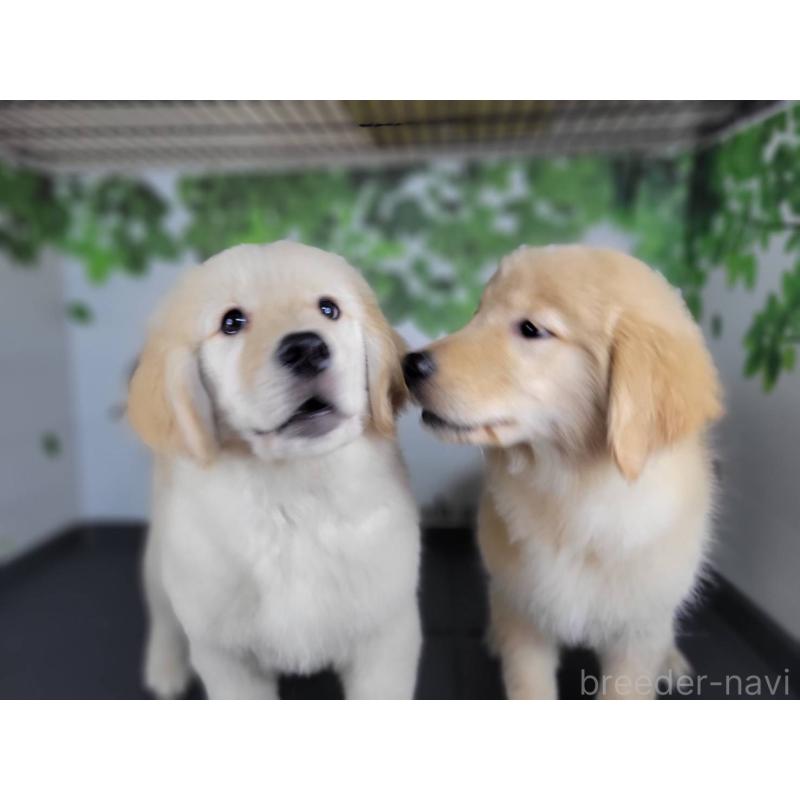 販売中の三重県のゴールデンレトリーバー-445384の5枚目