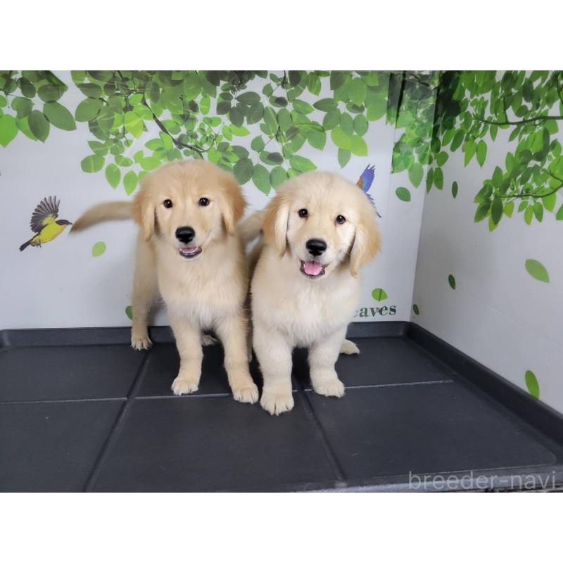 販売中の三重県のゴールデンレトリーバー-445384の4枚目