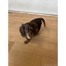 ♀︎ミニチュアダックスフンド(ロングヘアード)