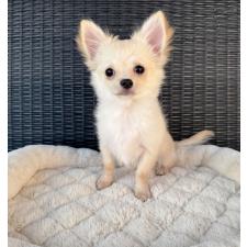 ♀︎チワワ(ロングコート)