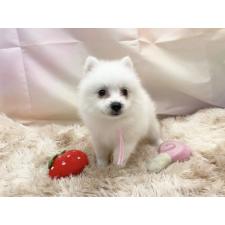 ♀︎日本スピッツ