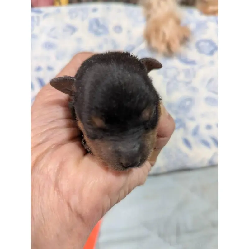 販売中の神奈川県のヨークシャーテリア-451205の3枚目