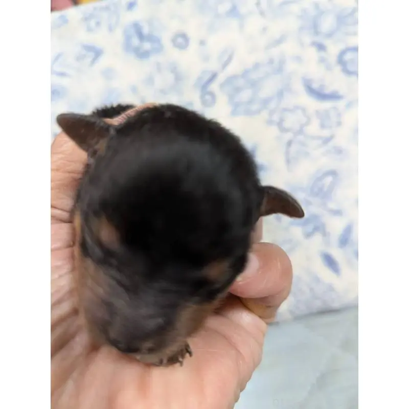 販売中の神奈川県のヨークシャーテリア-451205の2枚目