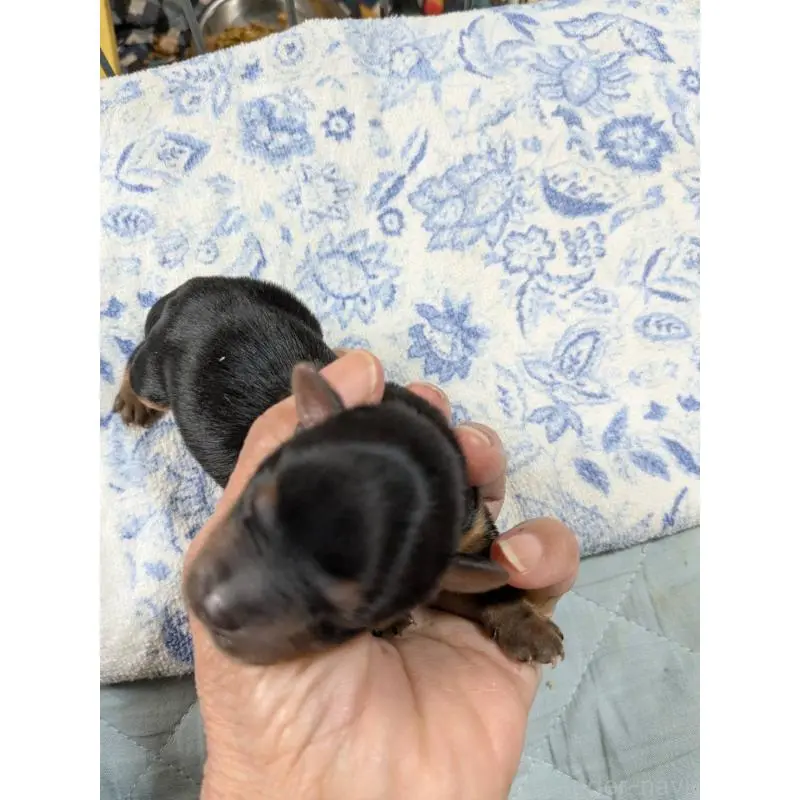 販売中の神奈川県のヨークシャーテリア-451206の3枚目