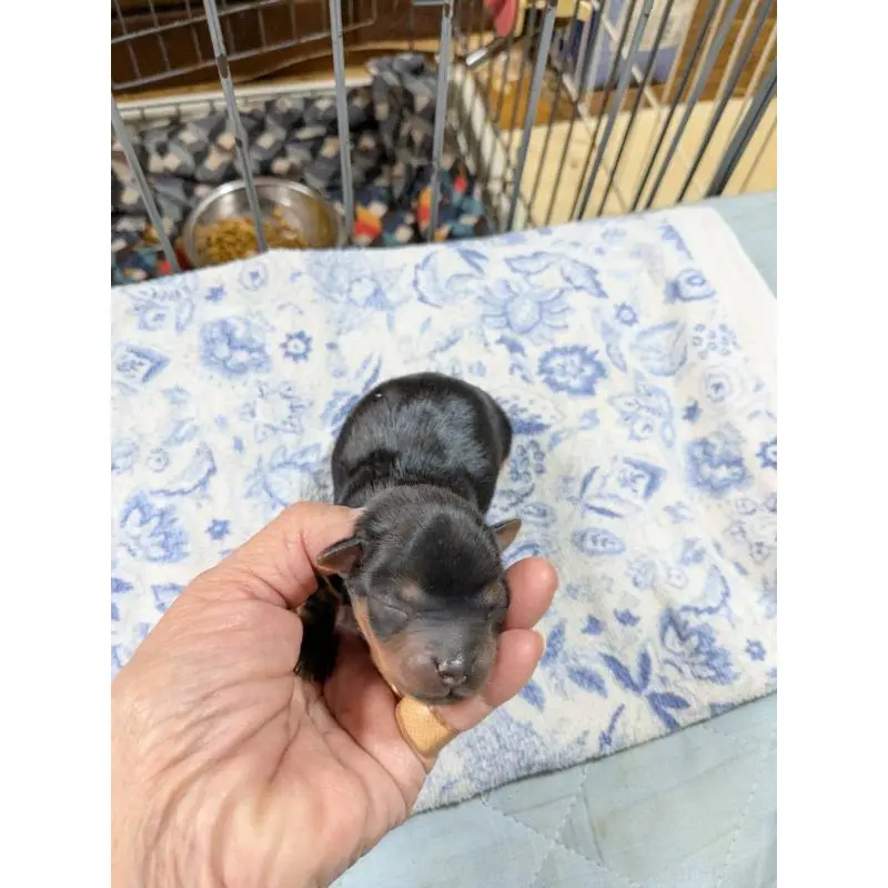 販売中の神奈川県のヨークシャーテリア-451206の2枚目