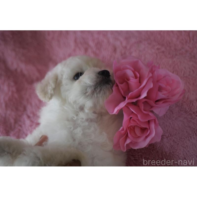 販売中の香川県のトイプードル-443292の7枚目