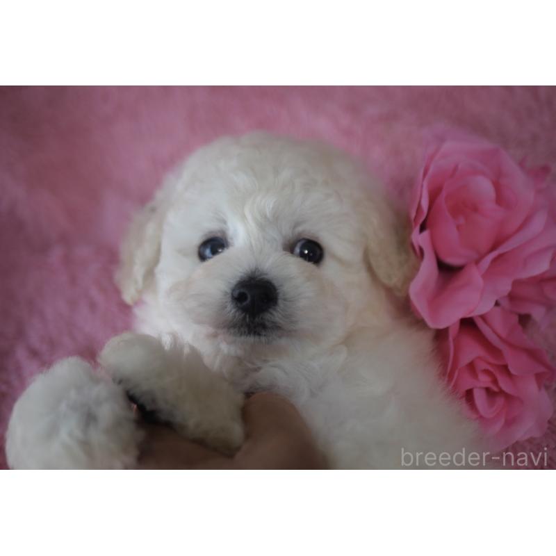 販売中の香川県のトイプードル-443292の6枚目