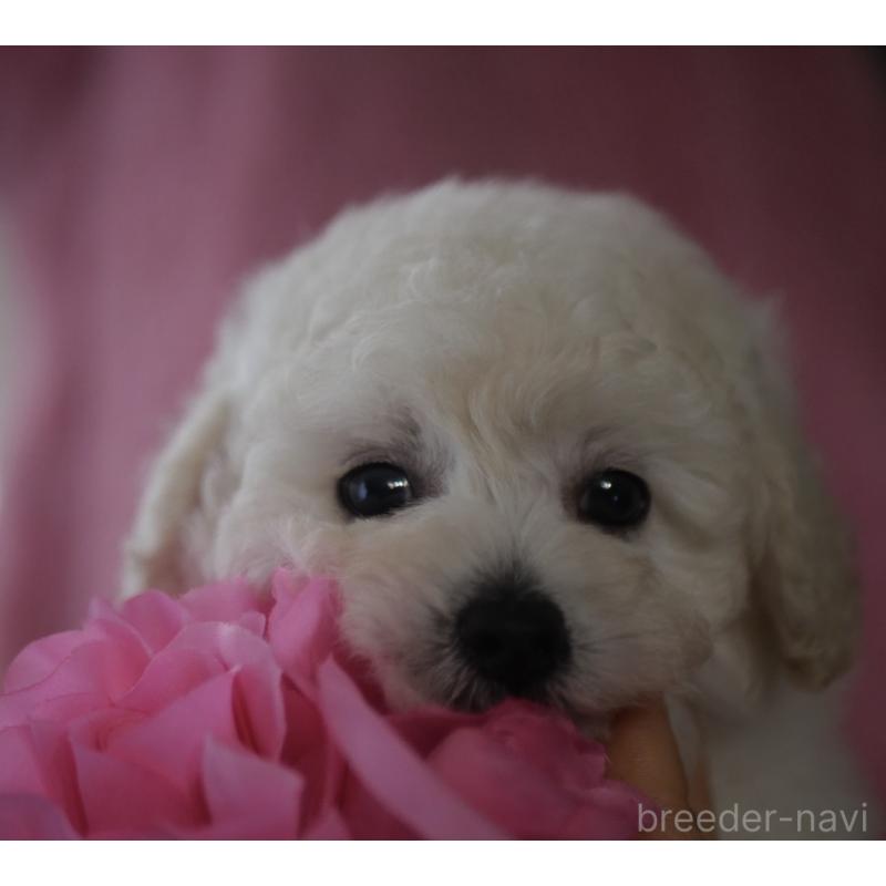 販売中の香川県のトイプードル-443292の4枚目
